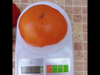 Томат Золотой Гигант Нельсона (Nelson's Golden Giant, США)