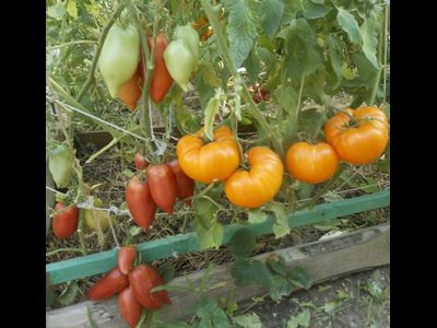 Томат Оранжевая клубника (Orange Strawberry)