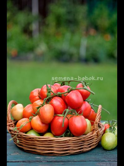Томат Царица Полей, 10 шт