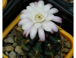 Gymnocalycium anisitsii ssp.volkeri VoS-39 - 5 семян