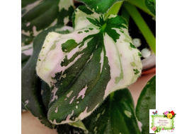 LV-Девятый Вал (Л. Шевелева) 2024 г. трейлер (2 листа с детками укор. в 1 стак.)