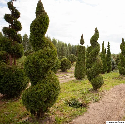 Туя Смаргад Грин Арт