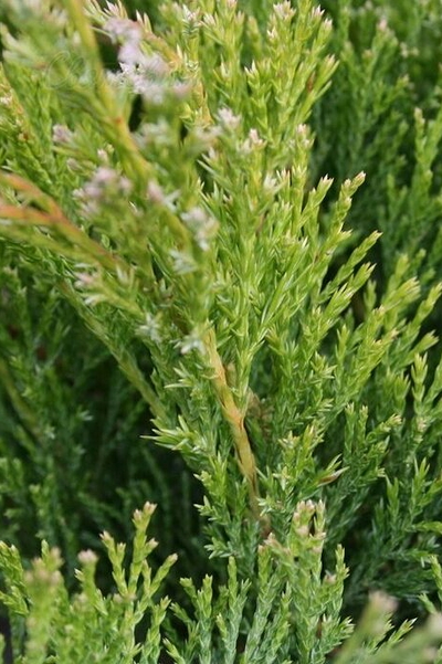 Можжевельник горизонтальный Andora Compacta