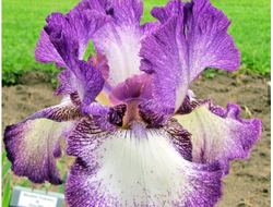 Ирис германский Autumn Encore, C2