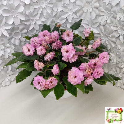 Lituanika (Būtienė) трейлер