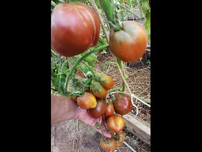 Томат Сладкое трюфельное сердце