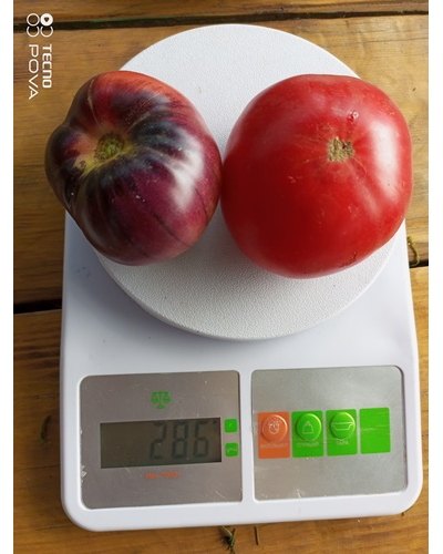 Томат Озарк восход (Ozark Sunrise), Германия