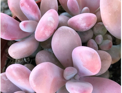 Pachyphytum Pink