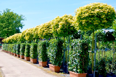 Клeн остролистный Golden Globe