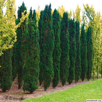 Тисс ягодный Фастигиата - Fastigiata
