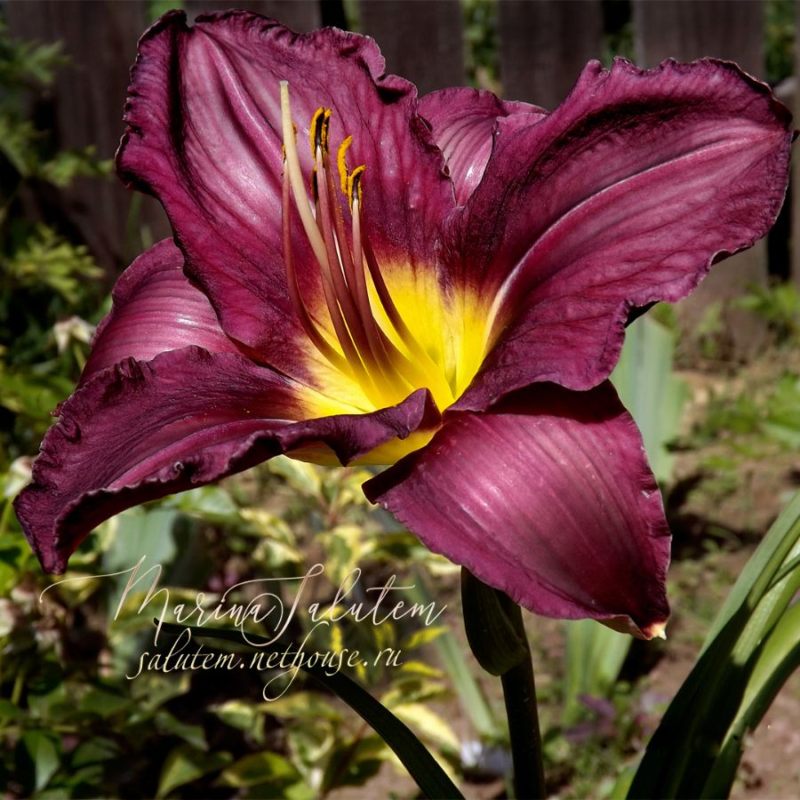 Лилейник Hemerocallis Jordan