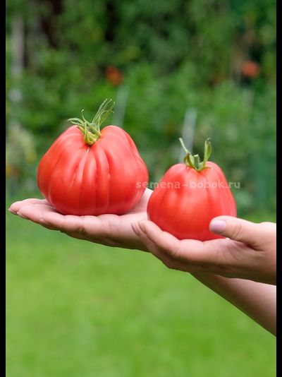 Томат Тюрбан Магриба, 10 шт