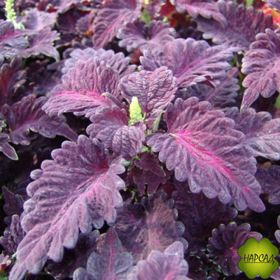 КОЛЕУС РАССАДА (разные расцветки) 4 шт