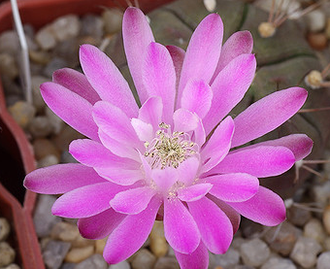 Gymnocalycium damsii ssp.evae STO 1404 (D=20-25мм)