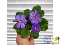 Winnie The Pooh (LLG/Sorano) (пасынок-стартер укоренённый)