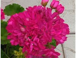 Пеларгония Hоpe J. P. Bartlett