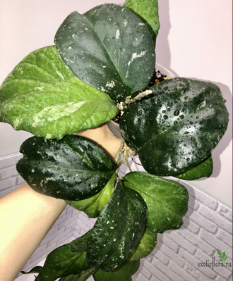 Hoya Priktai seedling (ByPatcharawalai)