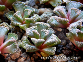 Titanopsis calcarea SB2186 Bundu, Prieska (MG) - 5 семян