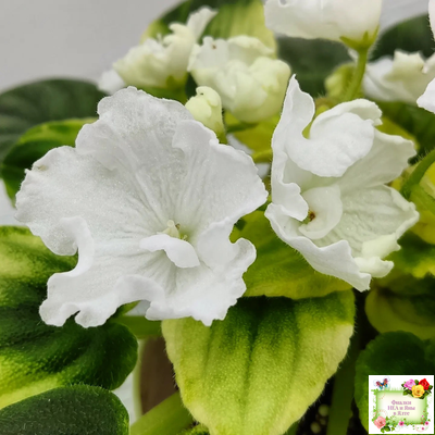 OS-Дыхание Весны (С.Осипова) 2019 г. (клакамас с кроновой пестролистностью)