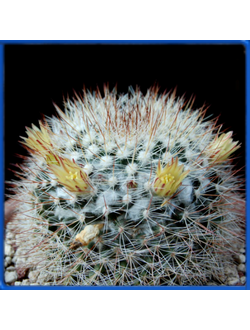 Mammillaria petrophila LAU 052