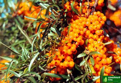 Облепиха "Самородок"