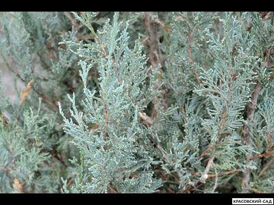 Можжевельник Пэтфиндер - Pathfinder