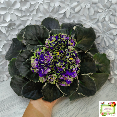 РС-Дремучий Лес (С. Репкина) 2019 г.