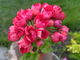 Пеларгония Victoria Andrea