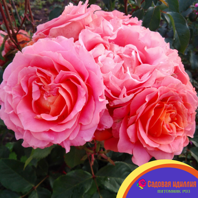 Вивьен Вествуд (Vivienne Westwood)