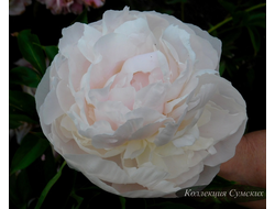 Пион Svetlana Sedova (Светлана Седова)