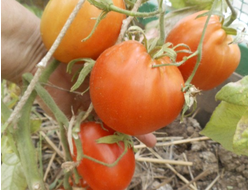 Томат Огромная слива  (Enormous Plum)