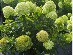 Лаймлайт  (Limelight)