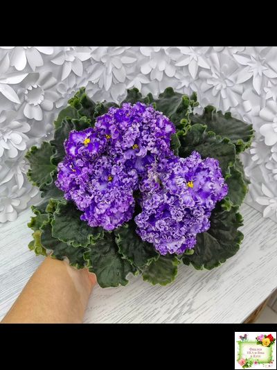 АВ-Озерная Фея (Фиалковод) 2017 г.