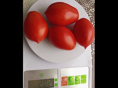 Томат Пир на весь мир