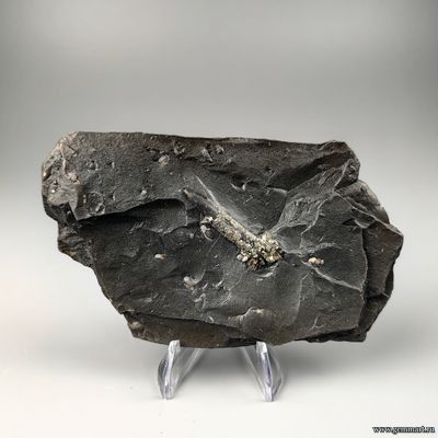 Пирит на белемните во вмещающей породе. КЧР. Россия. 135*75*15мм