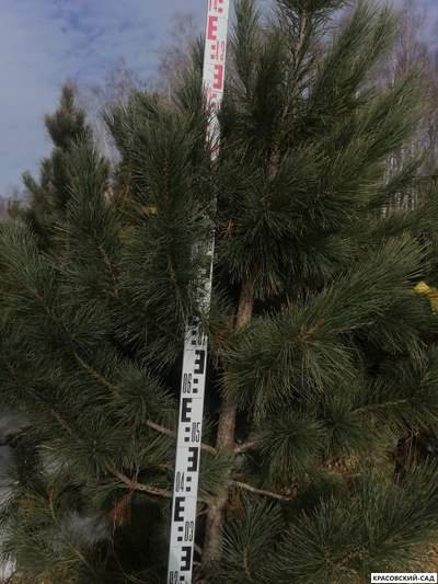 Кедр - фото в питомнике 4 - красовский-сад.рф