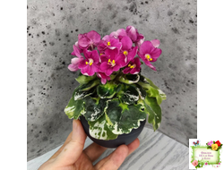 ЛЕ-Фруктовая Мармеладка (Е.Лебецкая) 2017 г. (лист укоренённый)