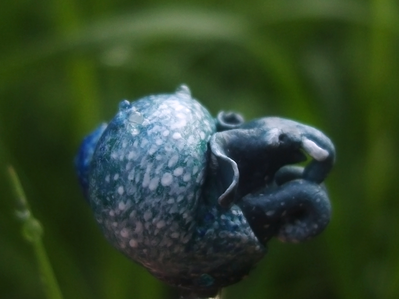 Волшебное колечко со Слоноулиткой