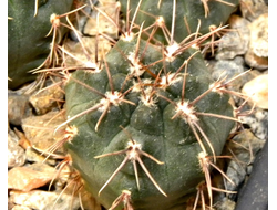Gymnocalycium baldianum VG-377 (D=15-18мм)