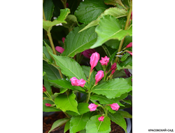 Вейгела Биг Лав фото цветков крупным планом красовский-сад.рф