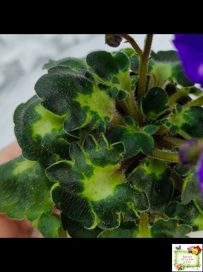 ВаТ-Горох на Десерт (Т. Валькова) 2020 г. (гёрл-листва)