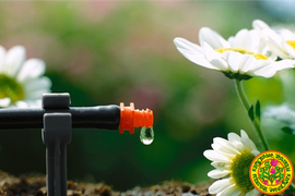 Капельный полив для теплиц