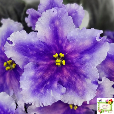 Dn-Огни Бродвея (Д. Денисенко) 2020 г.