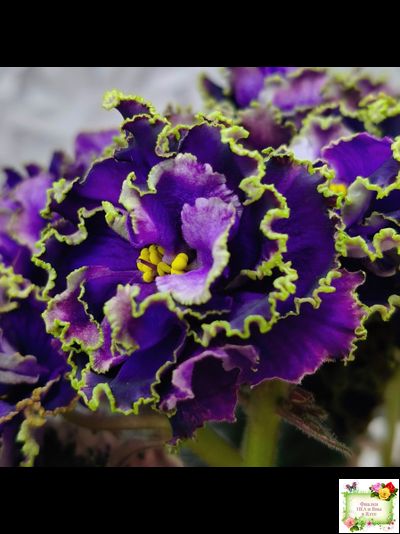 РС-Дремучий Лес (С. Репкина) 2019 г.