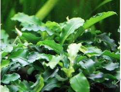 Bucephalandra green wavy