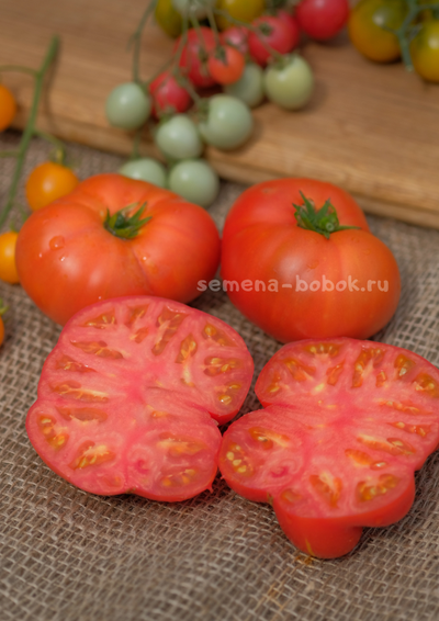 Томат Dwarf Hannah’s Prize (Гном Приз Ханны), 10 шт