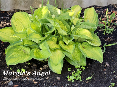 Хоста Margie`s Angel