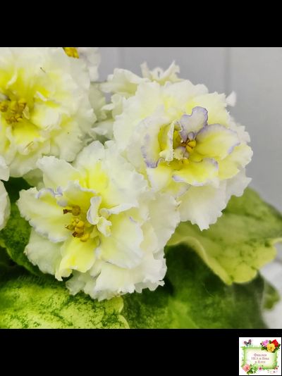 ЛЕ-Золото Нибелунгов Голд  (Е. Лебецкая) 2020 г. (лист укоренённый)