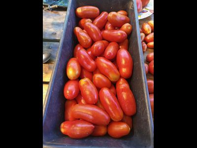 Томат Пальчики Мальвины