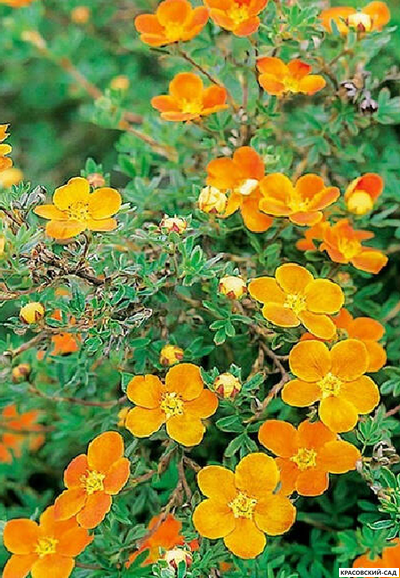Лапчатка кустарниковая Оранж Стар Купить Саженцы в Москве